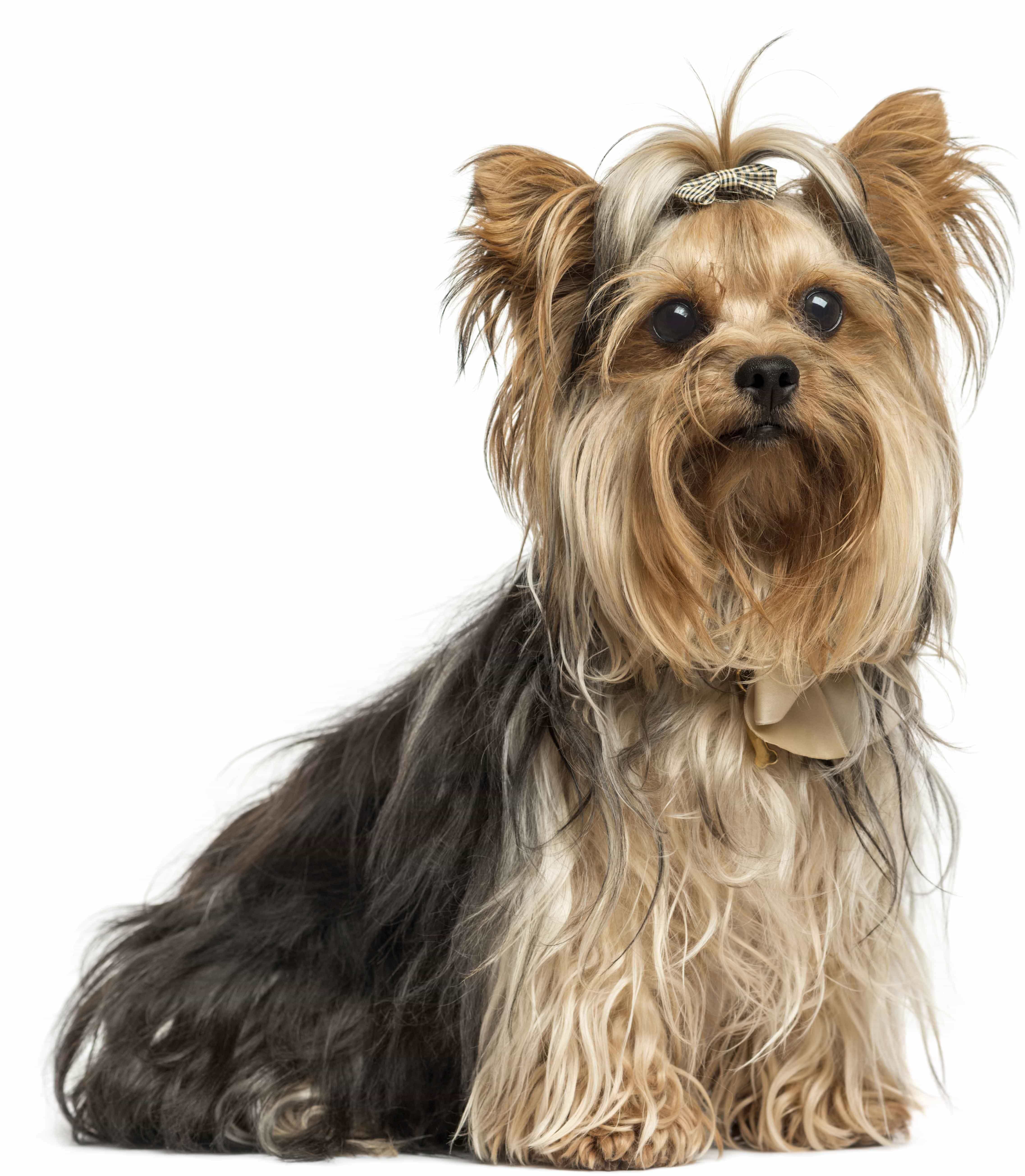 yorkshire terrier sitting wearing bows isolated white