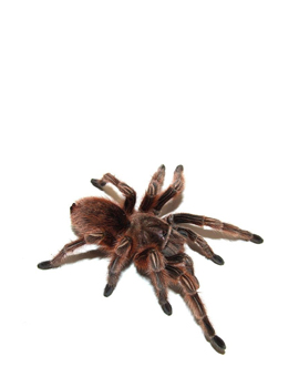 tarantula rosea
