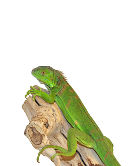 zelena iguana 4
